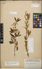 Foto von Salix triandra L.